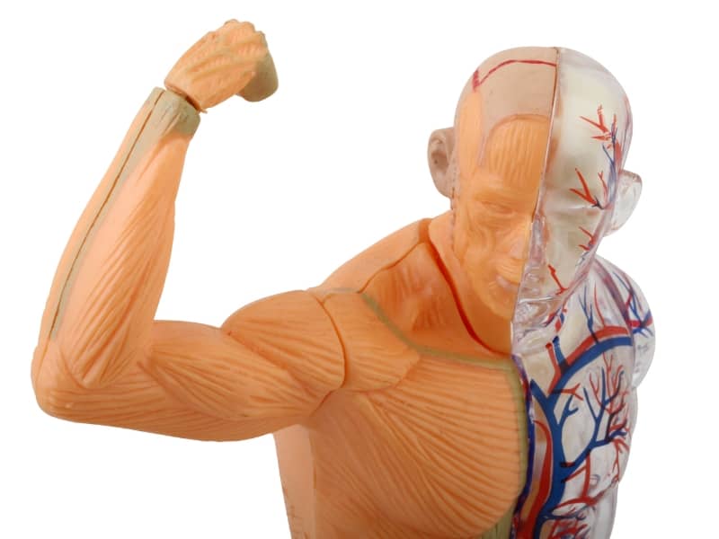 boost your resting metabolism tips 9 boost your resting metabolism tips 9