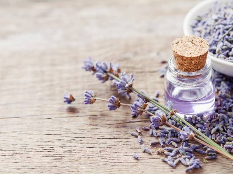 how essential oils reduce appetite 8 how essential oils reduce appetite 8